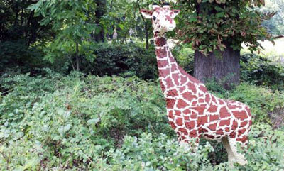 位于美国纽约的布朗克斯动物园(Bronx Zoo 世界十大动物园之一),长颈鹿