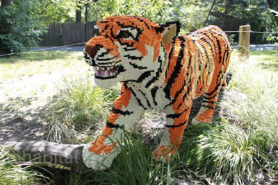 位于美国纽约的布朗克斯动物园(Bronx Zoo 世界十大动物园之一),老虎